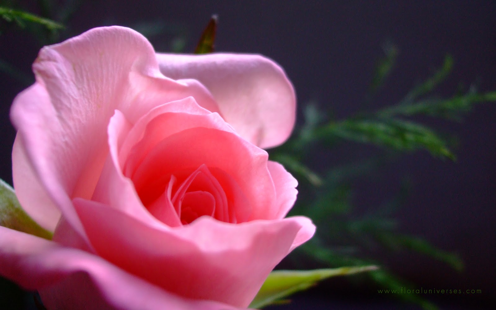 Natural HD Wallpaper: pink rose meaning | pink roses | pink rose ... for Dark Pink Rose Wallpaper
300lyp Natural HD Wallpaper: pink rose meaning | pink roses | pink rose ... for Dark Pink Rose Wallpaper
300lyp